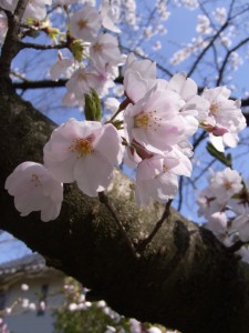 寺尾中央公園の桜